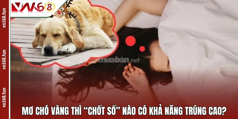 Mơ chó vàng thì “chốt số” nào có khả năng trúng cao?